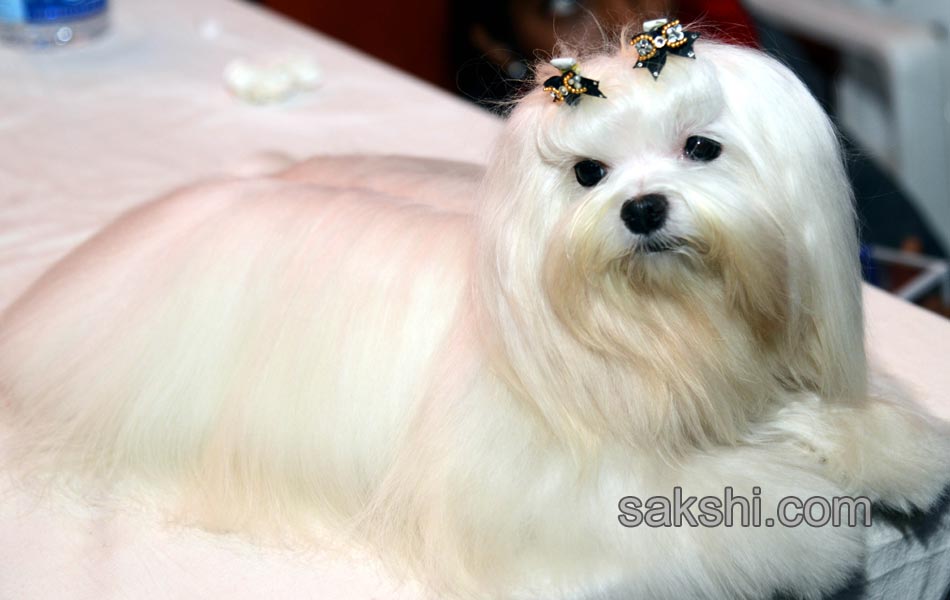 Dog Shows in Hyderabad City - Sakshi19