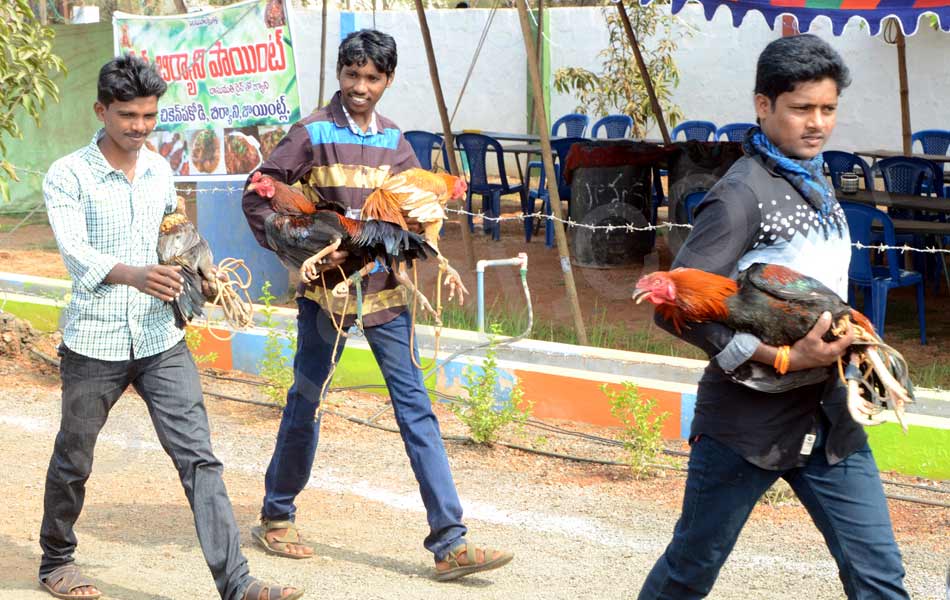 cock fight10