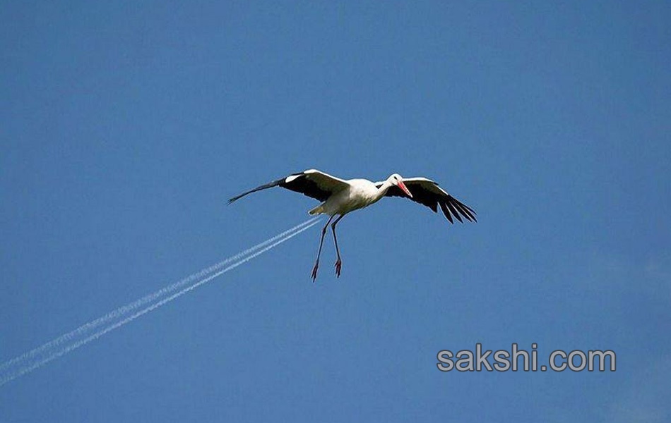 photo illusion11