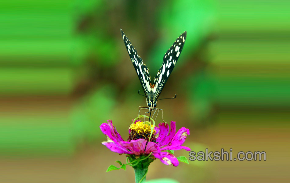 2014 Best Images - Sakshi15
