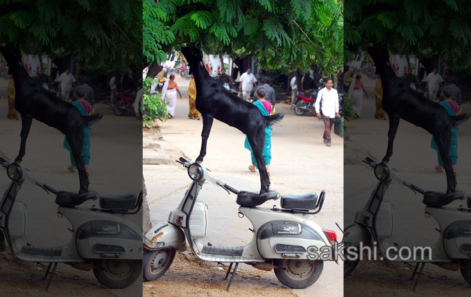 2014 Best Images - Sakshi18