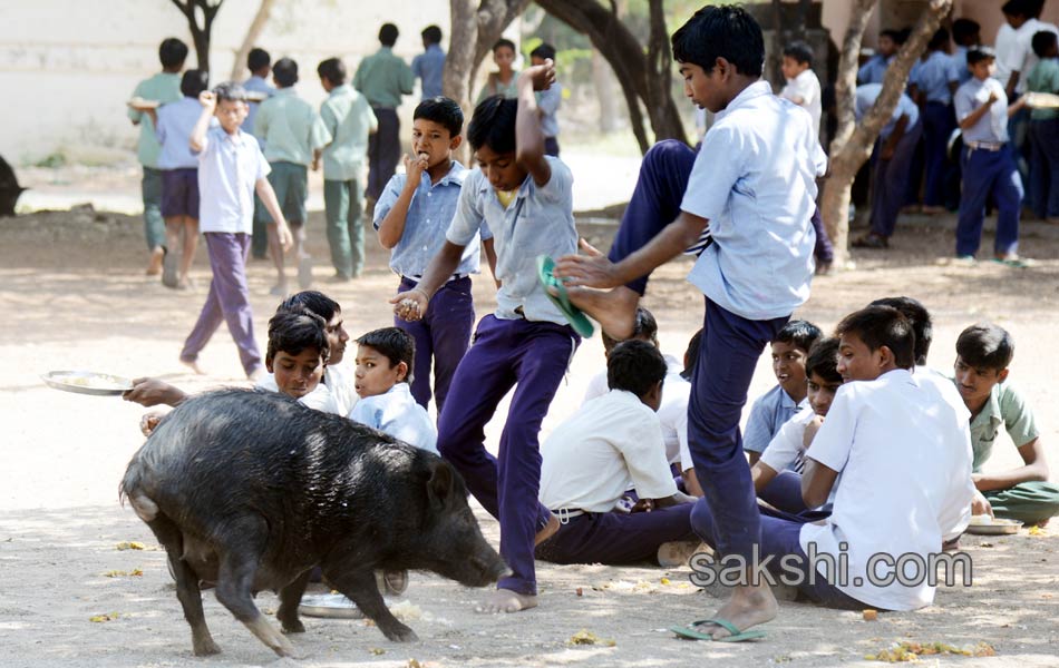 swine menace in kurnool government high school3