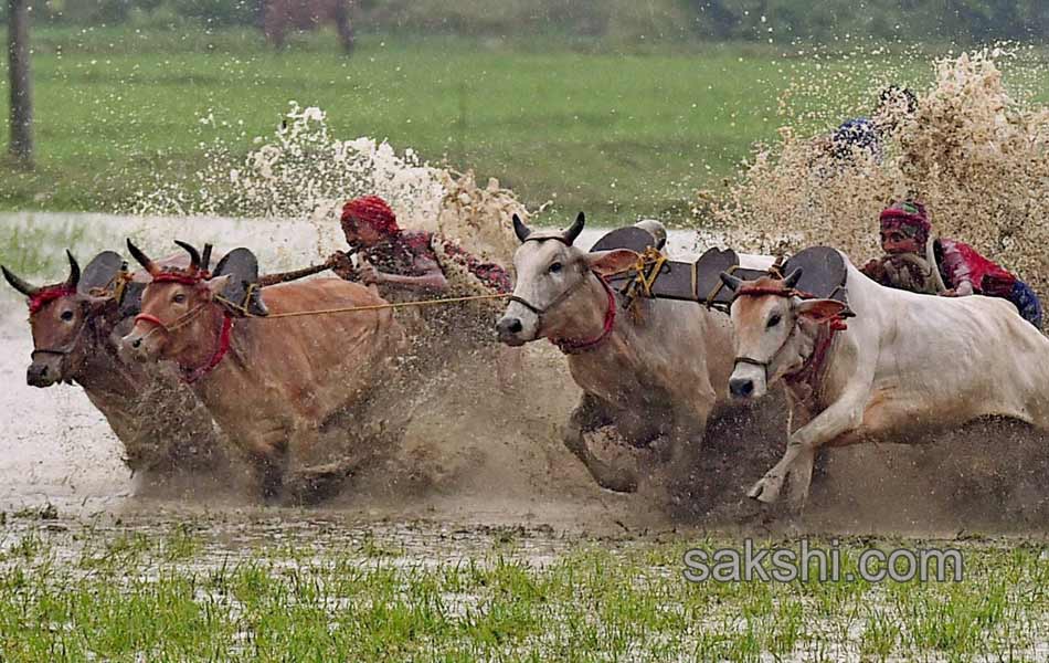 Bull race in West Bengal5