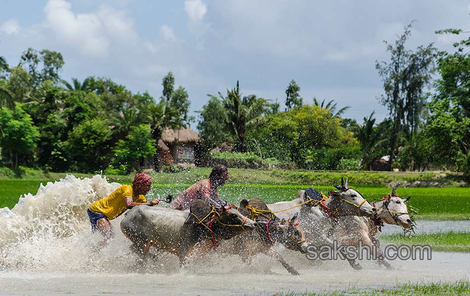 Bull race in West Bengal3
