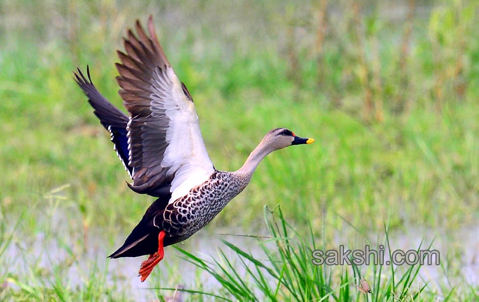 Friends of birds clean Ameenpur lake6
