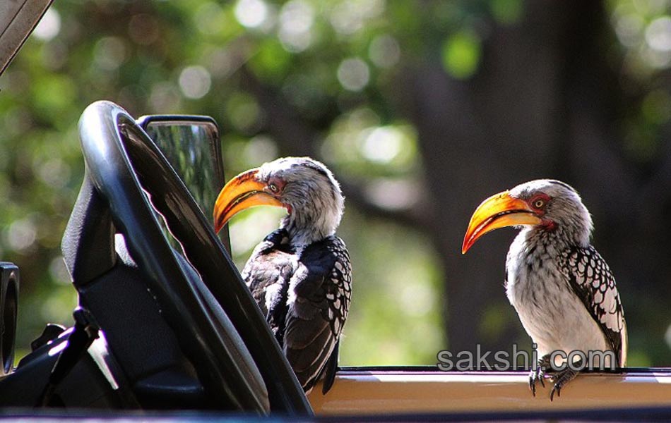 comedy wild life photography animals12