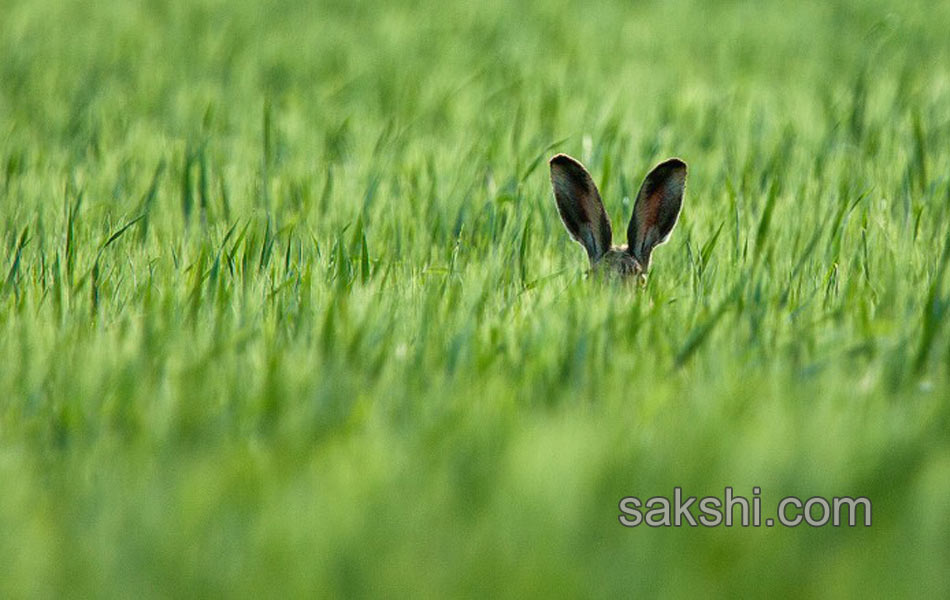 comedy wild life photography animals19