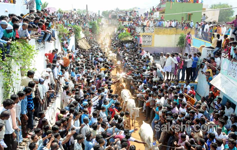 Jallikattu1