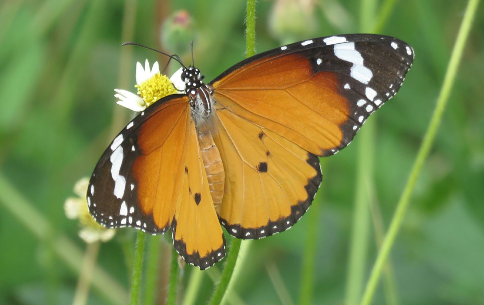 butterfly eating honey4