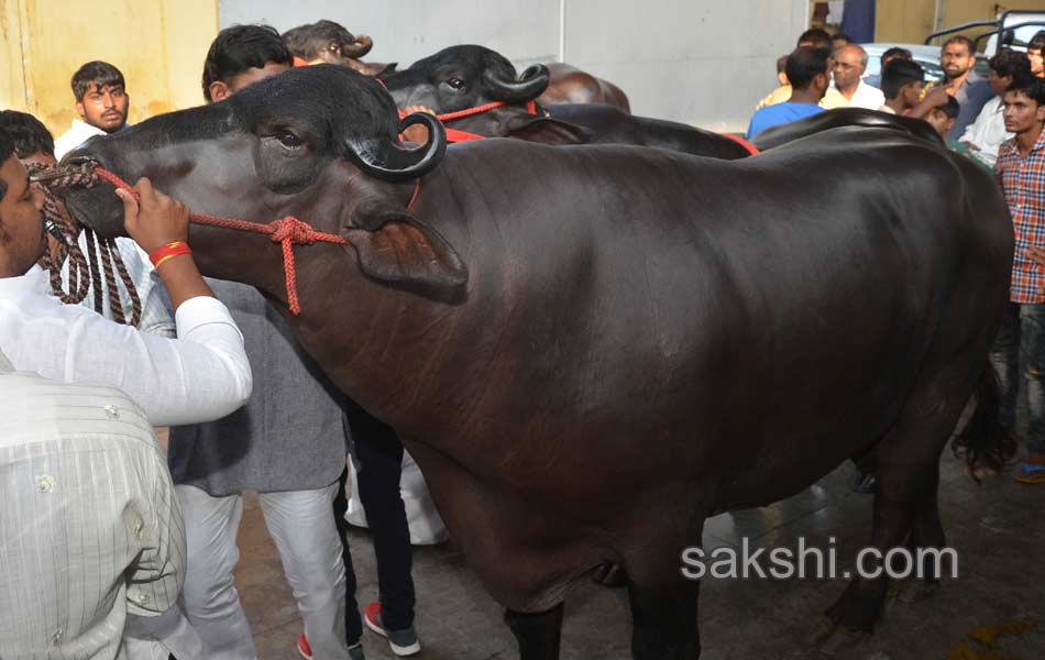 costly buffalo for hyderabad sadar celebrations2