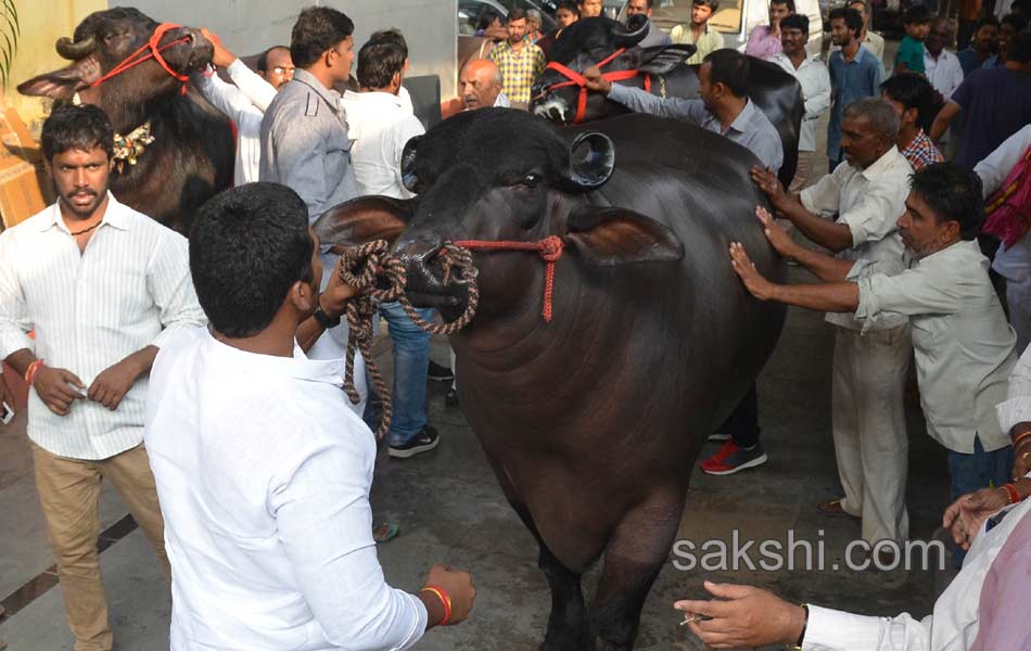 costly buffalo for hyderabad sadar celebrations3