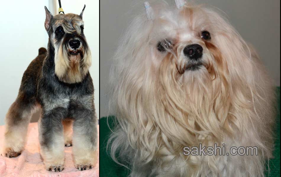 Dog Shows in Hyderabad City - Sakshi7