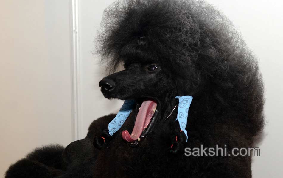 Dog Shows in Hyderabad City - Sakshi11