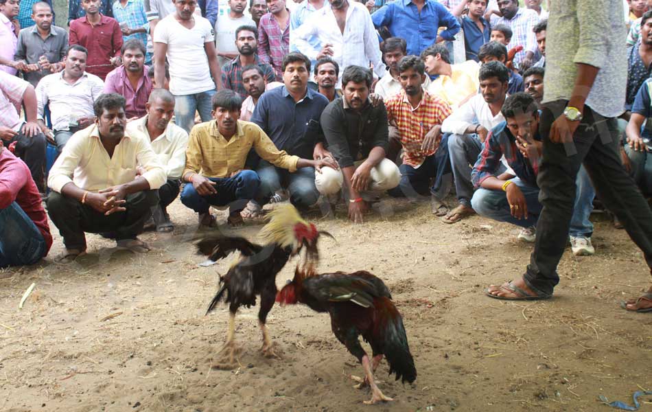 cock fight8
