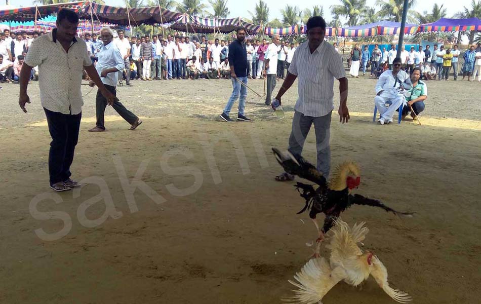 cock fight15
