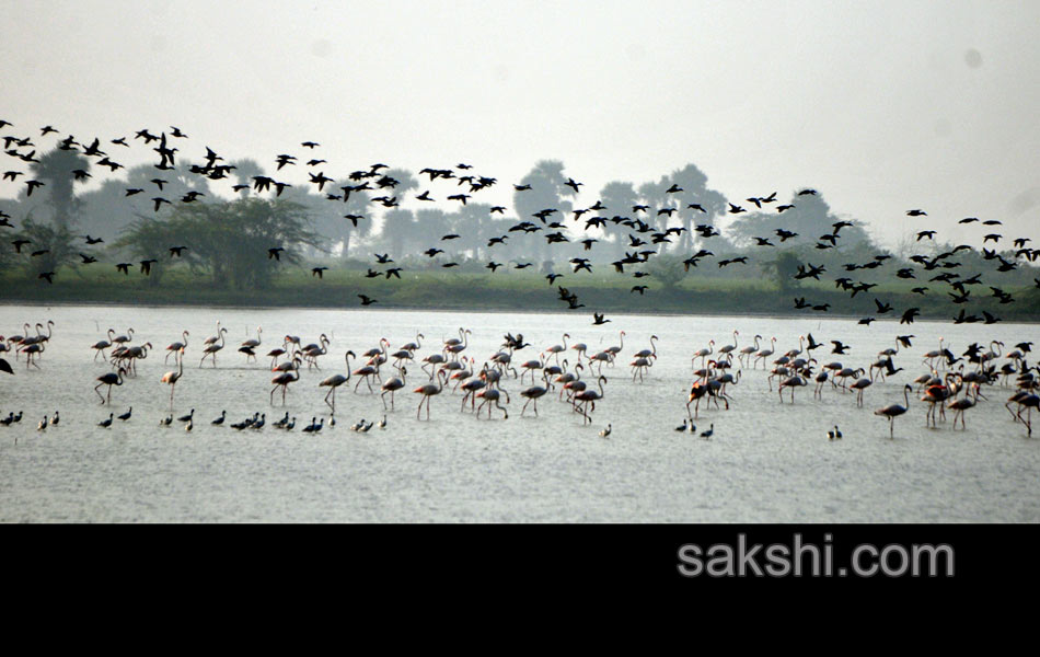 This week Best images - Sakshi3
