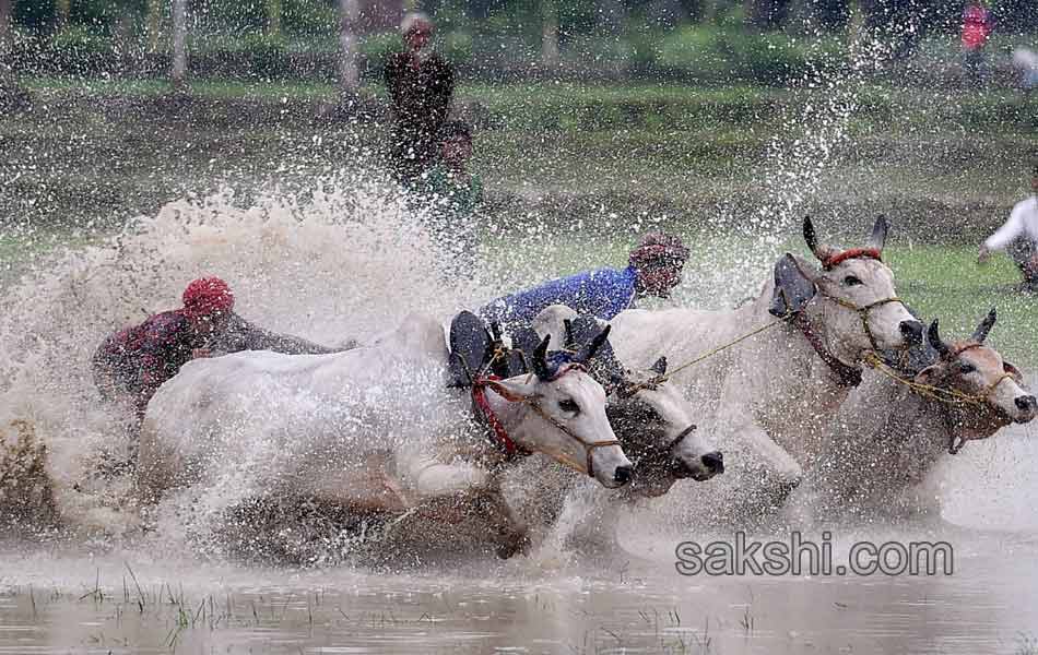 Bull race in West Bengal7