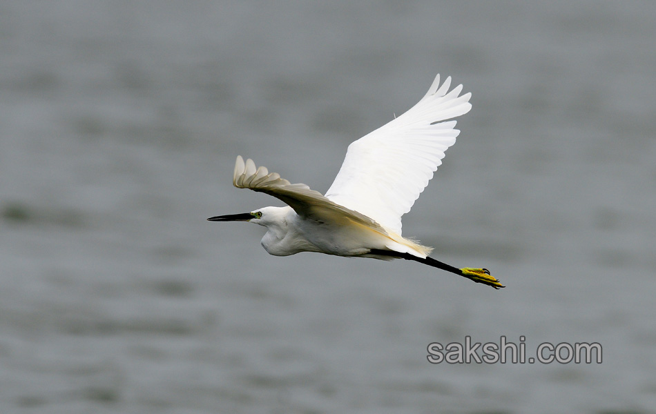 Friends of birds clean Ameenpur lake1