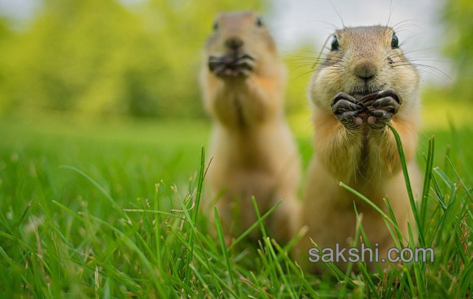 comedy wild life photography animals17