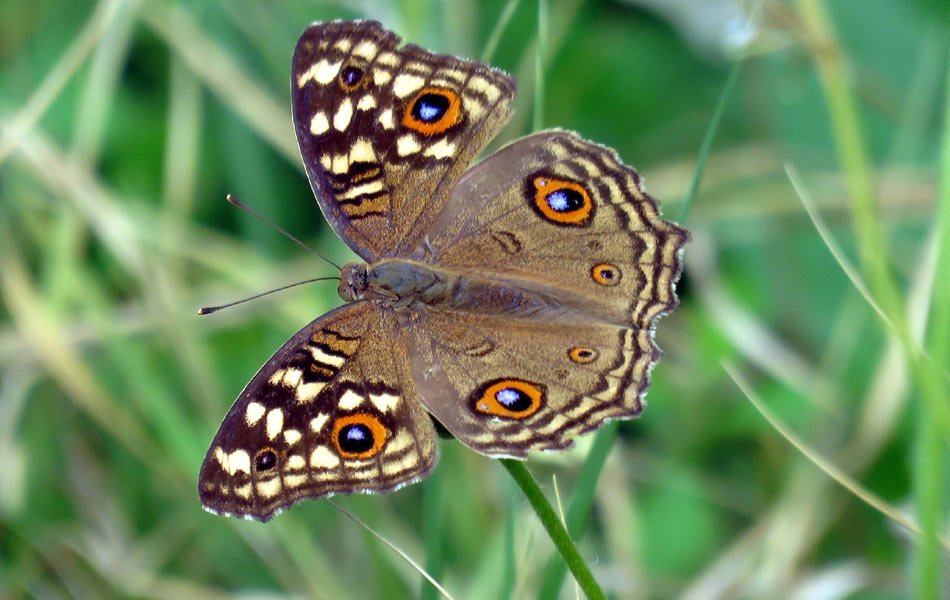 butterfly eating honey1