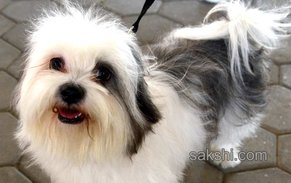 Dog Shows in Hyderabad City - Sakshi13