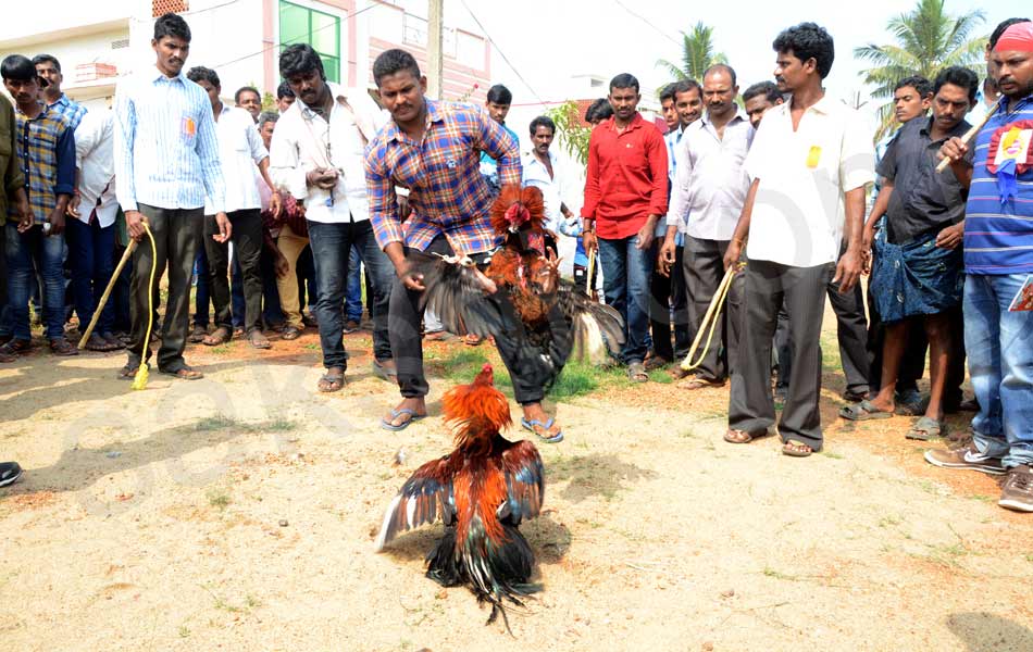 cock fight4