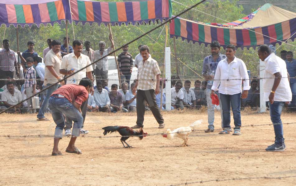 cock fight14