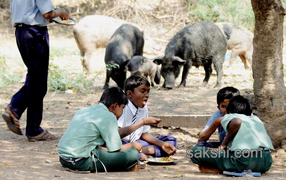 swine menace in kurnool government high school6