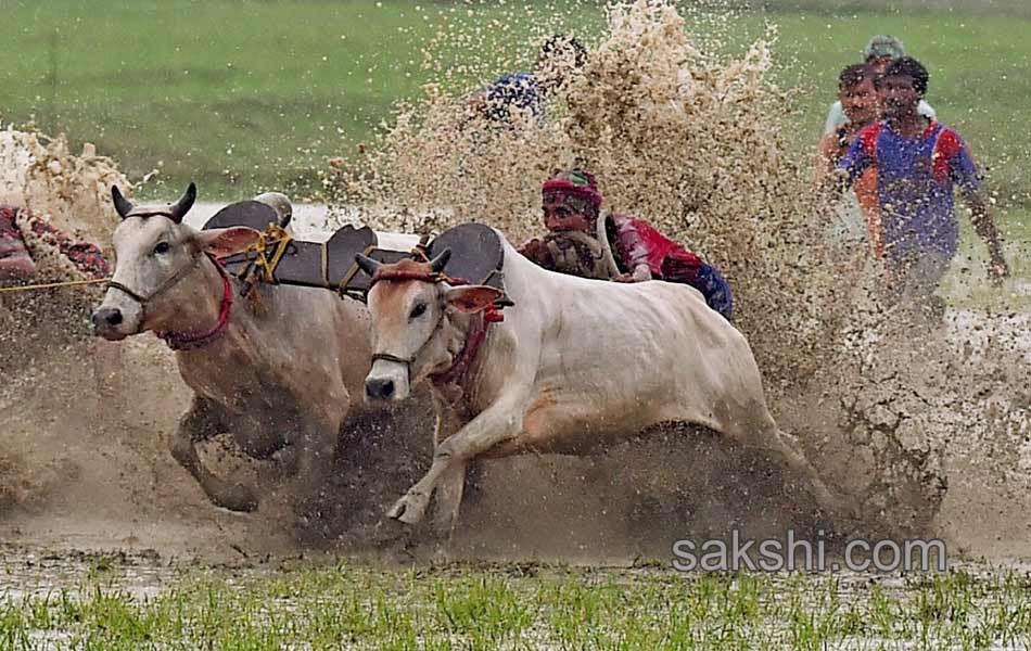 Bull race in West Bengal10