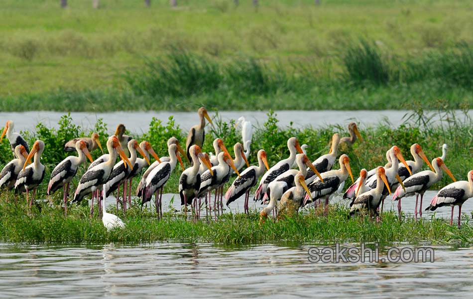 Friends of birds clean Ameenpur lake5