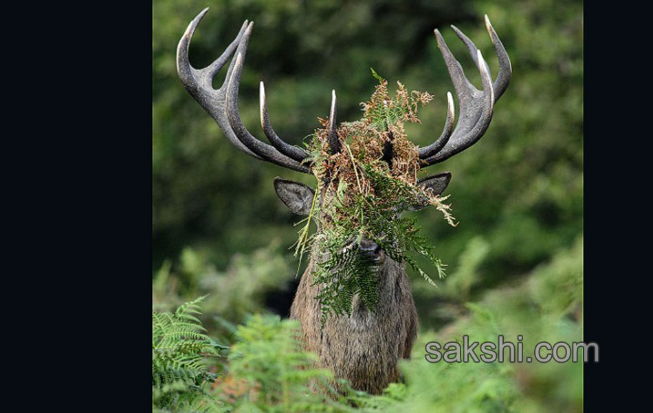 comedy wild life photography animals1