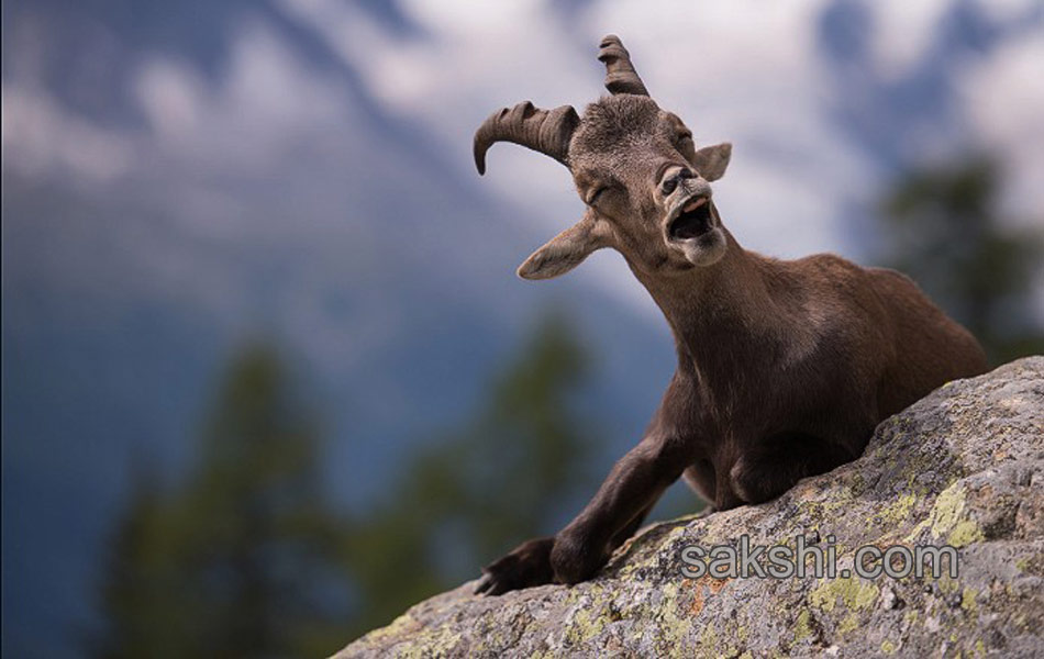 comedy wild life photography animals9