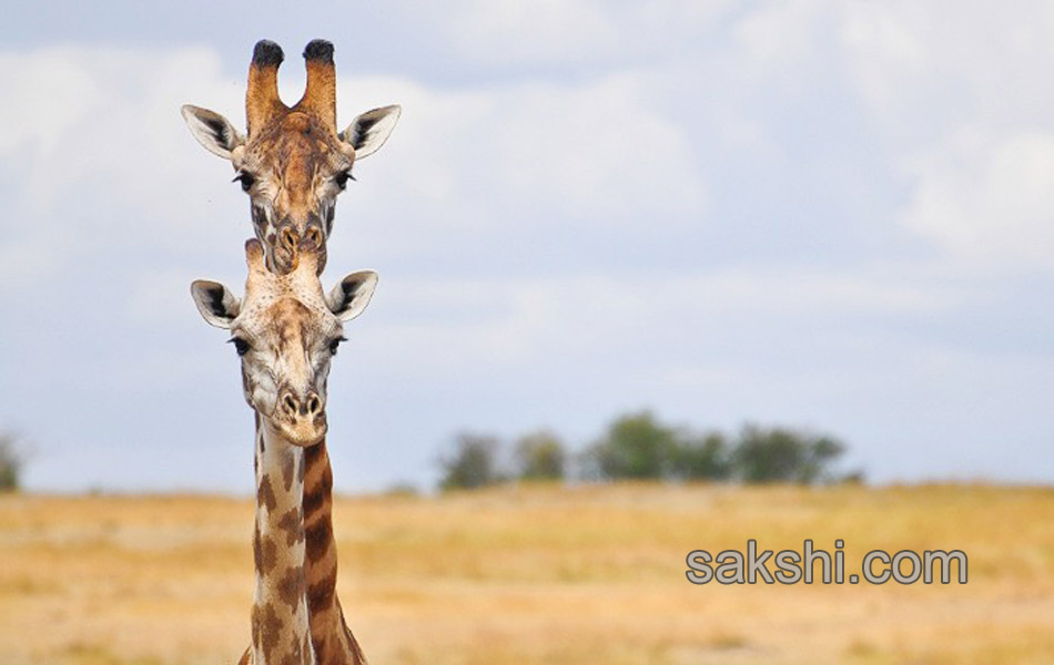 comedy wild life photography animals11