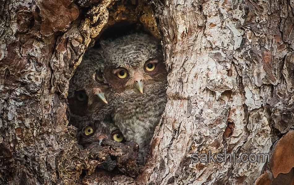 comedy wild life photography animals13