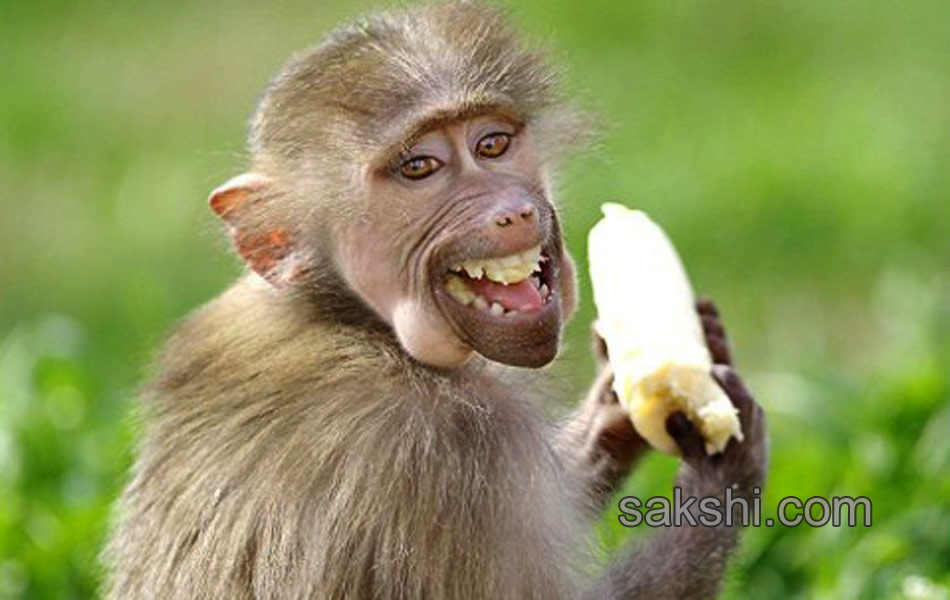 comedy wild life photography animals15