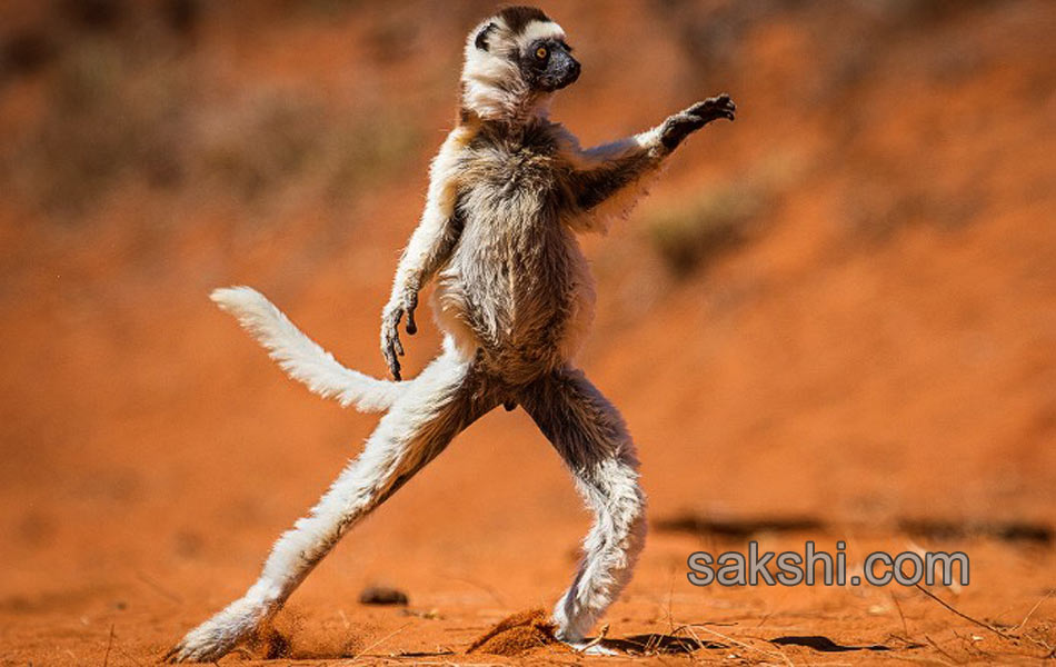 comedy wild life photography animals16