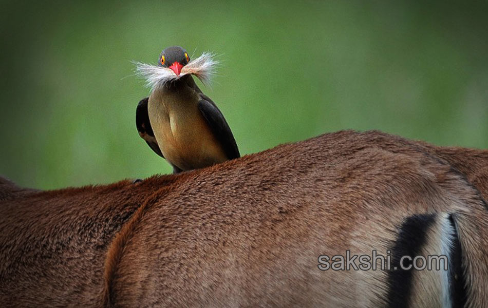 comedy wild life photography animals18