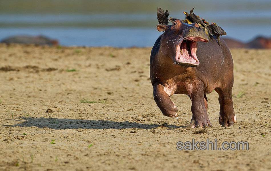 comedy wild life photography animals20