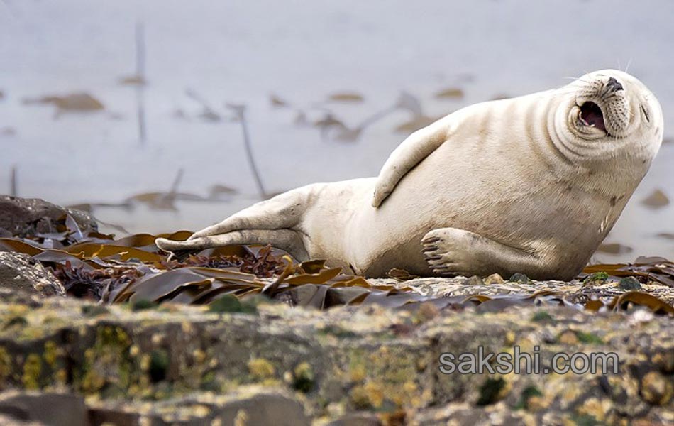 comedy wild life photography animals21