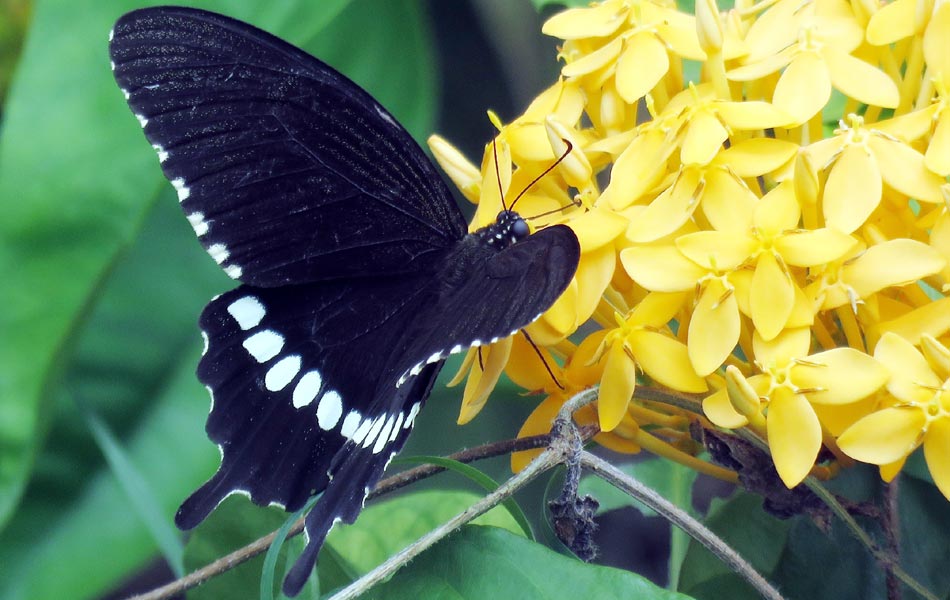 butterfly eating honey3