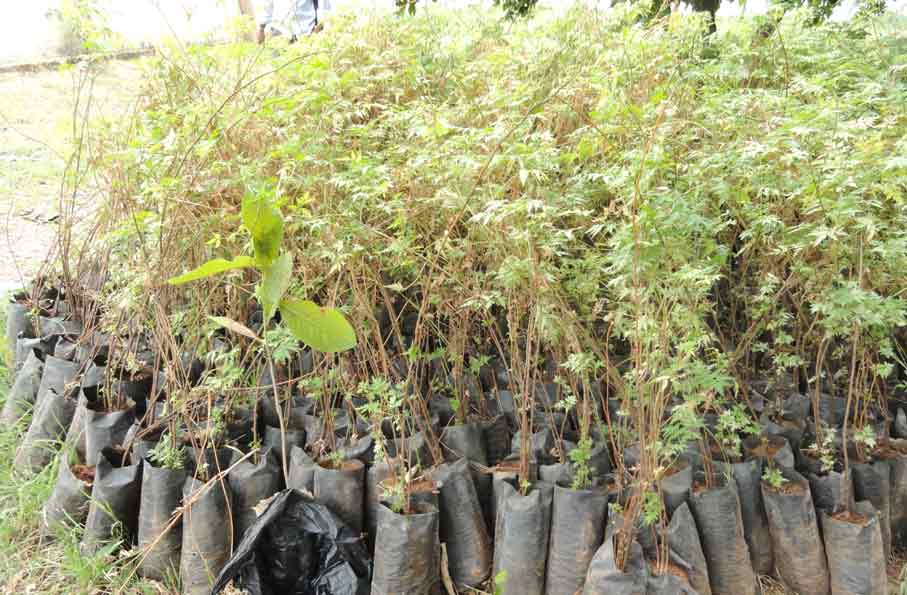 dry plants4