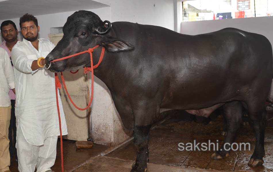 costly buffalo for hyderabad sadar celebrations10
