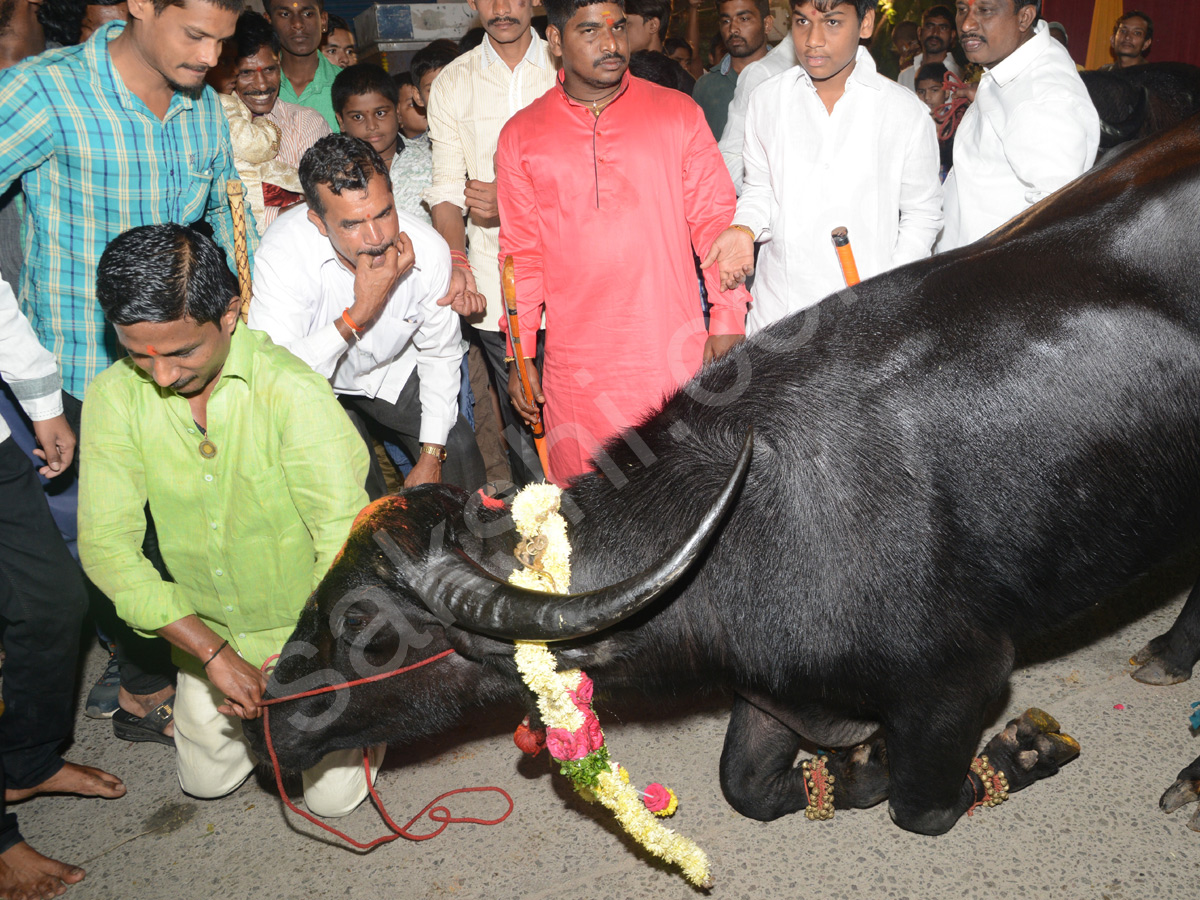 Sadar Festival Celebrations In Hyderabad - Sakshi12
