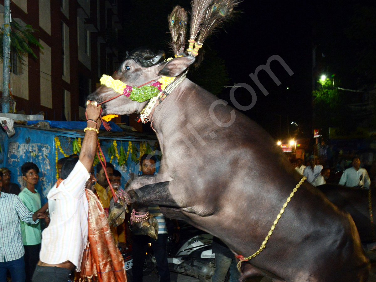 Sadar Festival Celebrations In Hyderabad - Sakshi14