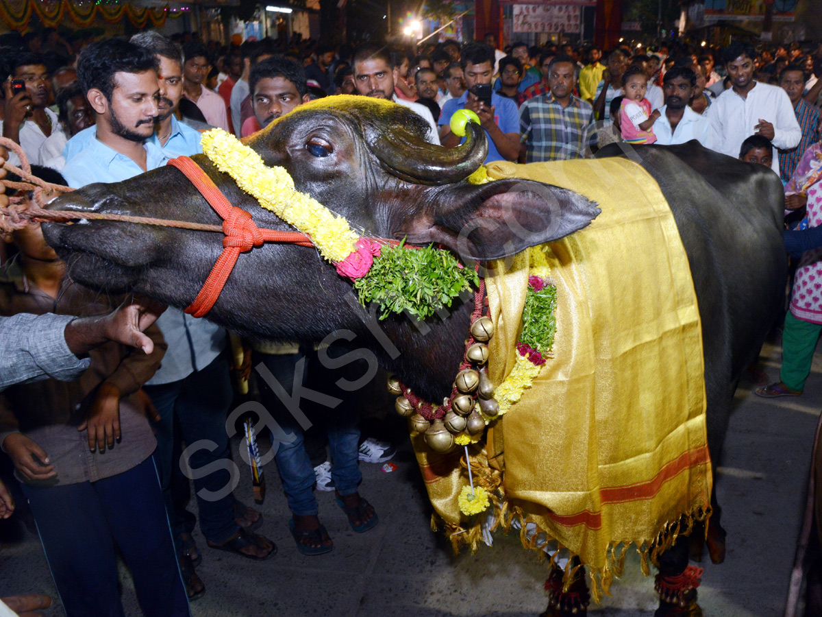 Sadar Festival Celebrations In Hyderabad - Sakshi4
