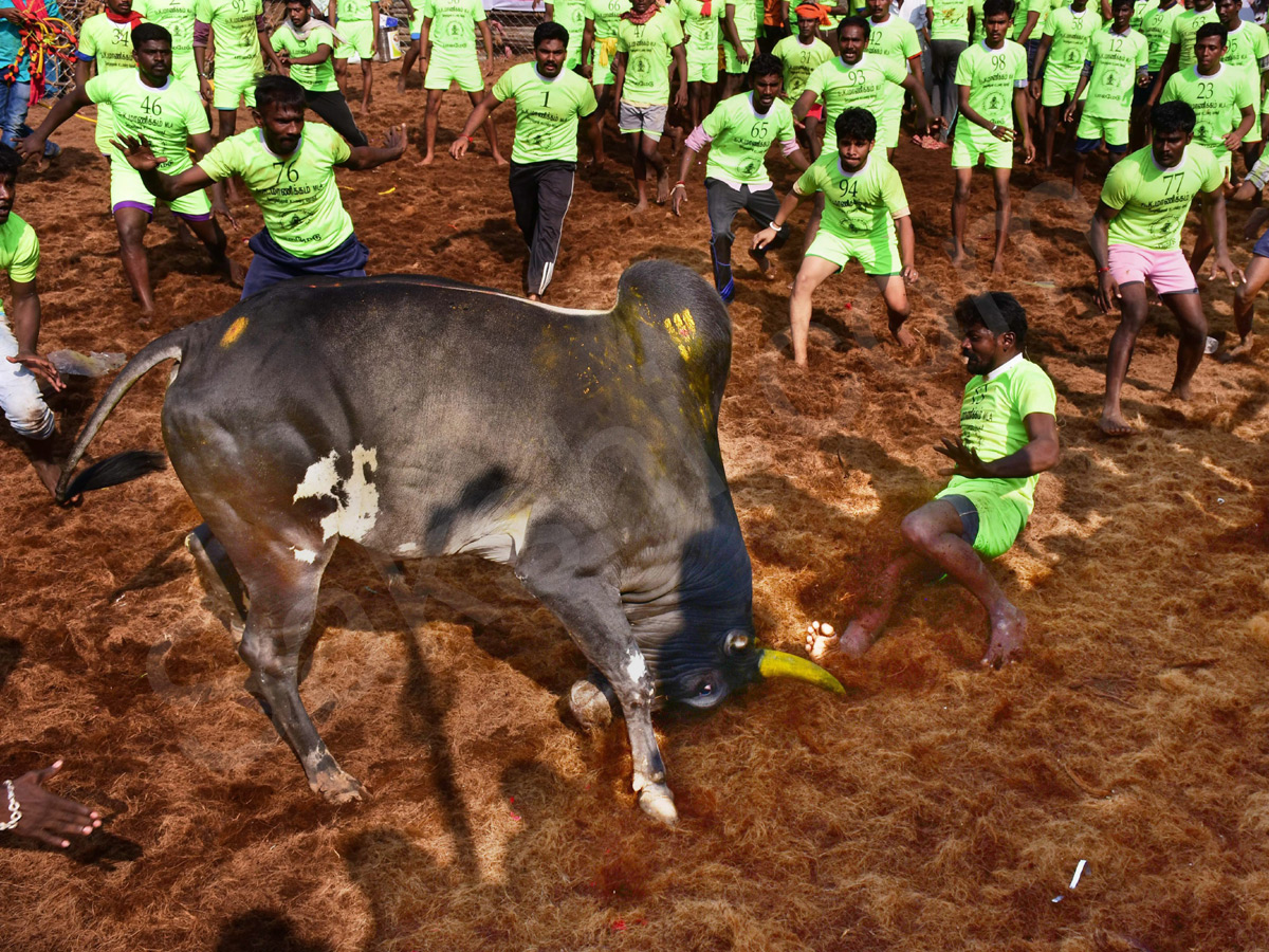 Jallikattu held in Madurai as part of Pongal - Sakshi1