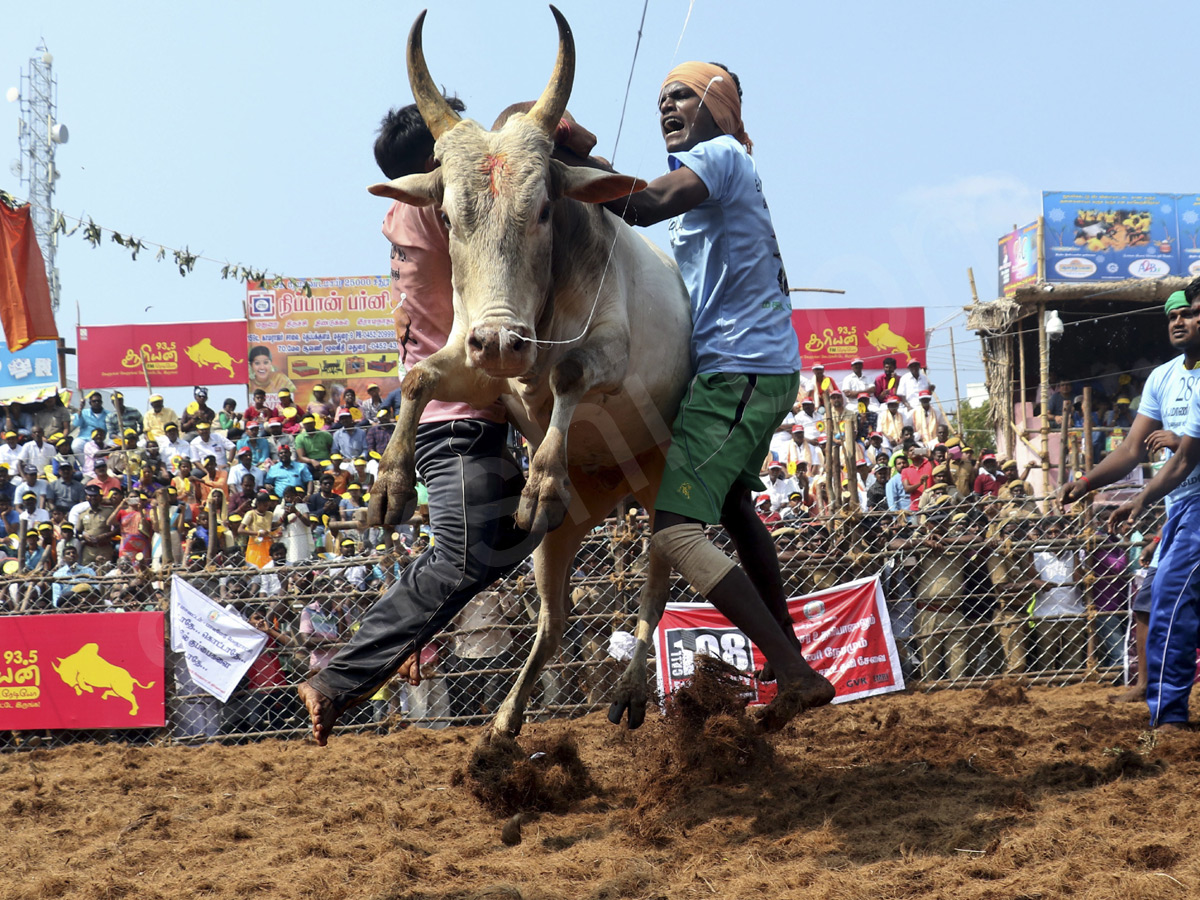 Jallikattu held in Madurai as part of Pongal - Sakshi11
