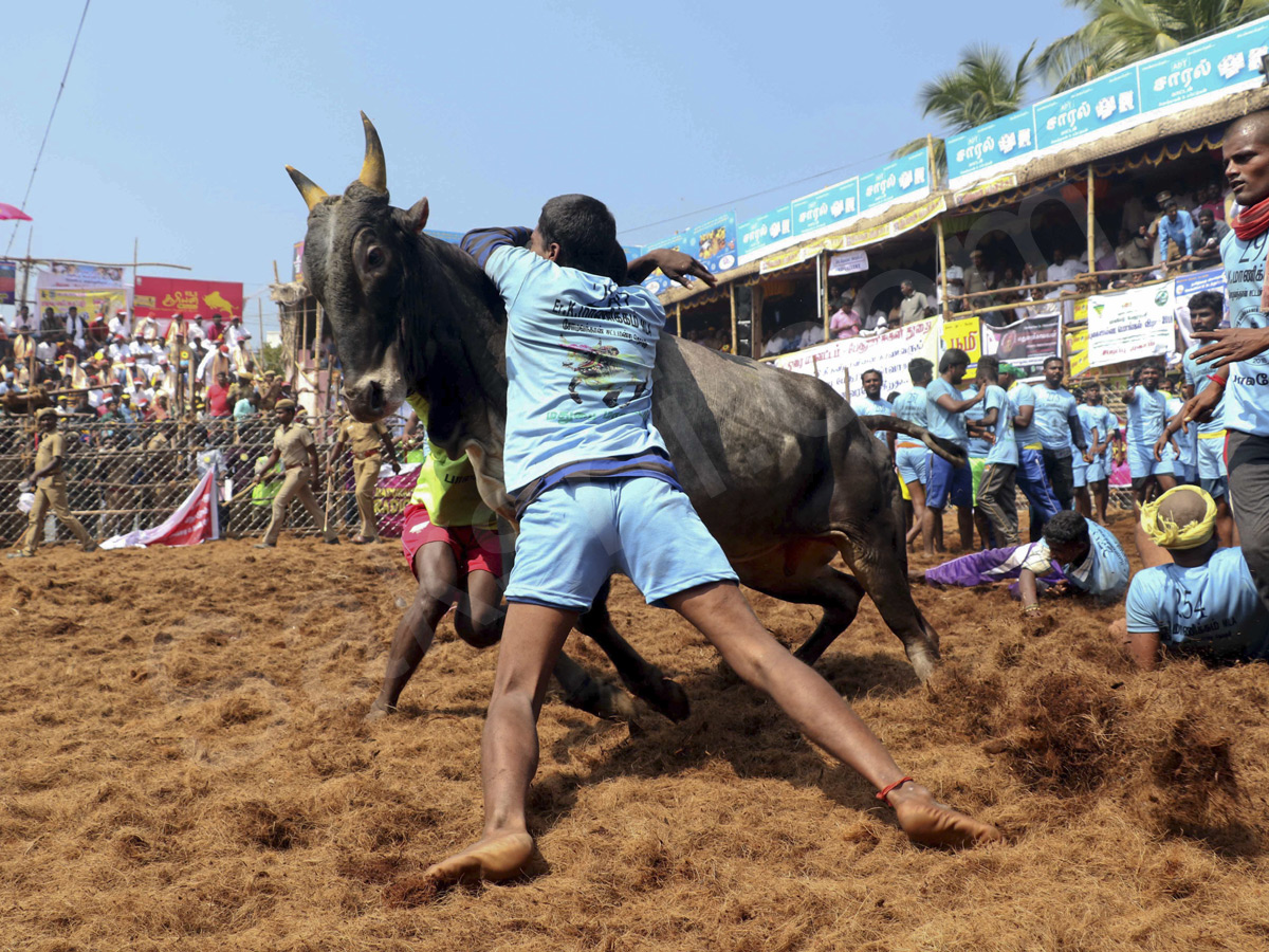 Jallikattu held in Madurai as part of Pongal - Sakshi12