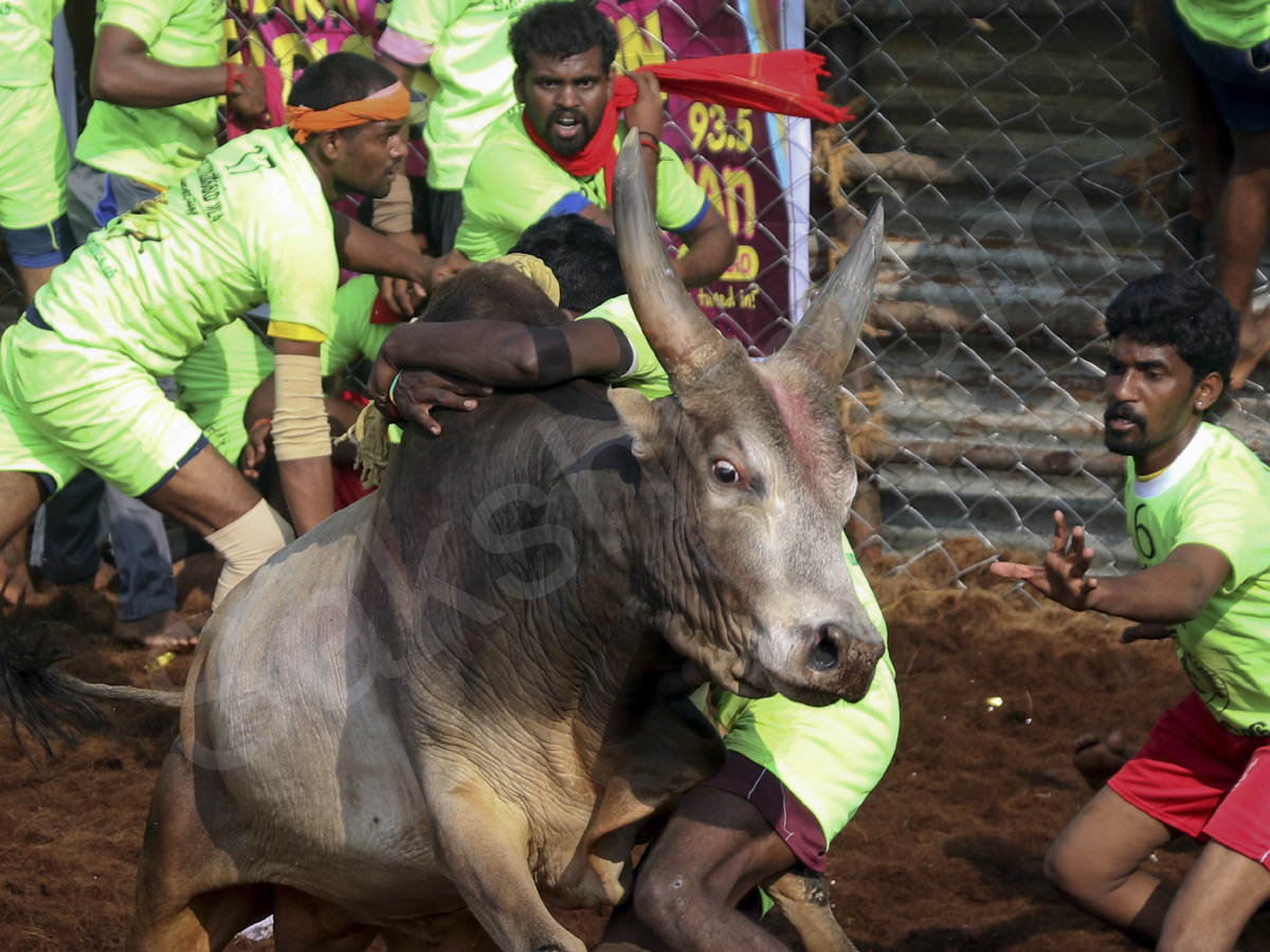 Jallikattu held in Madurai as part of Pongal - Sakshi13