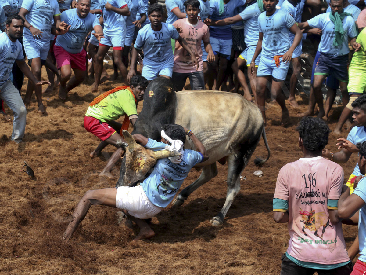 Jallikattu held in Madurai as part of Pongal - Sakshi14